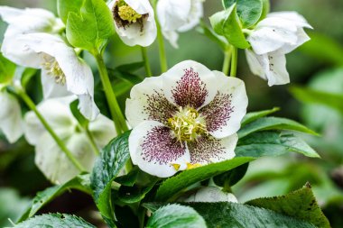 Close up of hellebore, the christmas carol, growing. Beatiful white flower mottled with purple dots and yellow stamens. Nature and flora concepts. clipart