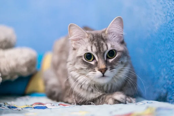 Siberian cat cat lying on the bed with blurred background