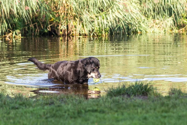 Dog playing in the water with a ball in Vondelpark, Amsterdam