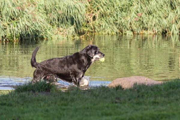 Dog playing in the water with a ball in Vondelpark, Amsterdam