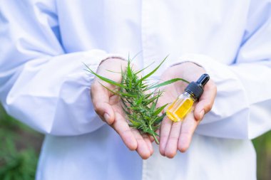 Bir doktor veya araştırmacının ellerine bırakılan kenevir yağı ve kenevir yaprakları, beyaz önlük arka planı, tıbbi kavramlar, alternatif tıp, cbd yağı, eczacılık ve terapi endüstrileri.