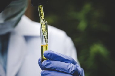 Elleri cam bir tüpün içine yağ döküyor. Araştırmacılar kenevir yağını araştırıyorlar. Alternatif tıbbi marihuana ve eğlence araştırmalarına teknoloji getirme kavramı. 