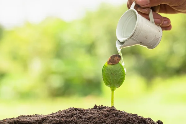 Hands holding a small bucket to water the plants watering young tree green.Planting seedlings to reduce global warming. Green sprout growing from seed. Seedlings that are growing into trees.