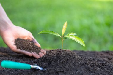 Toprak dolgusu ile büyüyen tohumlar. Genç kadının ellerinde bir ağaç dikmek üzere olan toprak vardı. Dünya Çevre Günü kavramı, küresel ısınmayı korumak için ağaç dikmek.