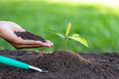 Toprak dolgusu ile büyüyen tohumlar. Genç kadının ellerinde bir ağaç dikmek üzere olan toprak vardı. Dünya Çevre Günü kavramı, küresel ısınmayı korumak için ağaç dikmek.