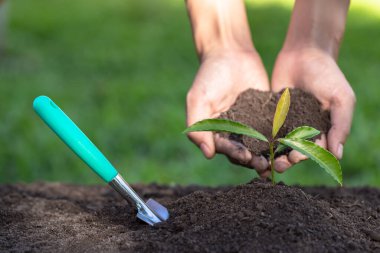 Toprak, verimli topraklarda yetişen genç bir kadının ellerinde. Yakınlarda da bir kürek alanı var. Çevre koruma kavramı tamamlandı. Küresel ısınmayı azaltmak için ağaç dikmek.