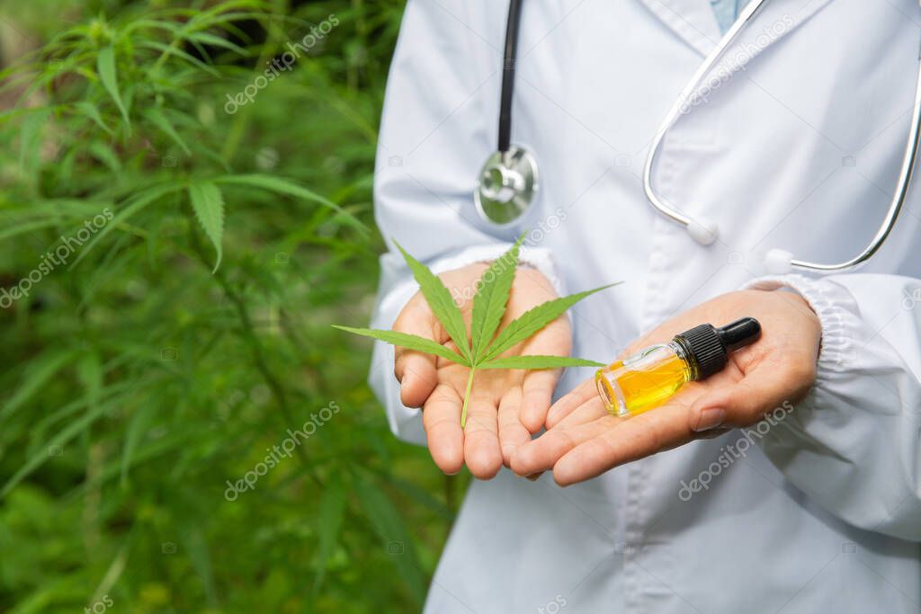 A bottle of CBD hemp oil and cannabis leaves in the hands of researchers. Researcher background. Medical concept Researching hemp leaves and hemp oil Using oil as a treatment herb.
