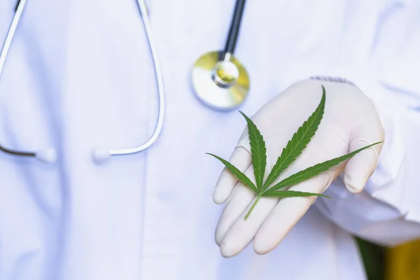 Marijuana Est Laissée Entre Les Mains Une Équipe Médicale Concept — Photo