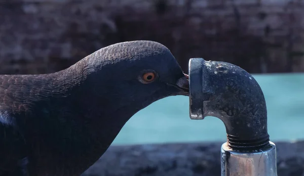 Pigeon Drinking Pipe — Stock Photo, Image