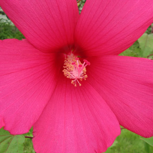 咲くピンクの花マクロ — ストック写真