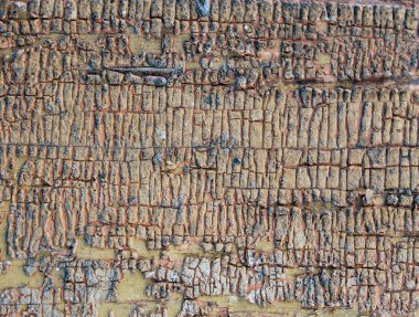 Ahşap üzerinde eski boya kalıntıları olan eski ahşap bir arka plan. Eski bir ağacın dokusu, boyalı bir tahta, eski model arka plan soyma boyası. Kırık boyalı eski mavi tahta, eski model