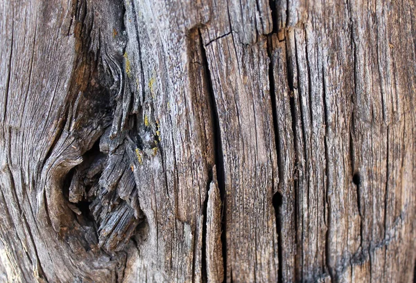 La textura de madera vieja con patrones naturales. Dentro del fondo del árbol. Antiguo grueso y envejecido tablones de pared de madera gris textura de fondo — Foto de Stock