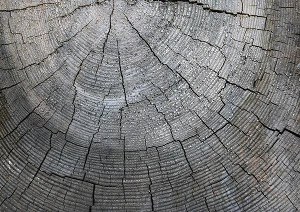 Старая текстура дерева с естественными узорами. Поперечное сечение старого дерева — стоковое фото