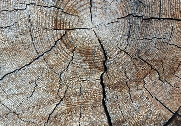 La textura de madera vieja con patrones naturales. Corte transversal del árbol viejo —  Fotos de Stock