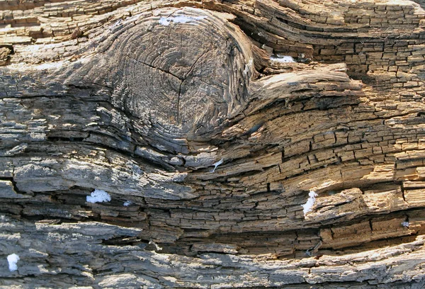 Staré dřevo textury s přírodními vzory. Uvnitř stromu pozadí. Stará prkna výstřední a zvětralé šedé dřevěné stěny textura pozadí — Stock fotografie