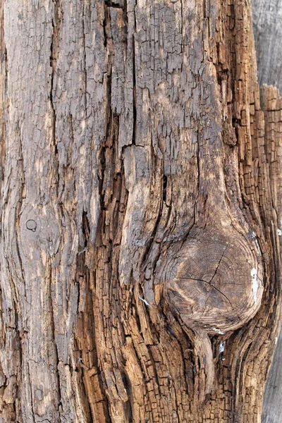 La textura de madera vieja con patrones naturales. Dentro del fondo del árbol. Antiguo grueso y envejecido tablones de pared de madera gris textura de fondo —  Fotos de Stock