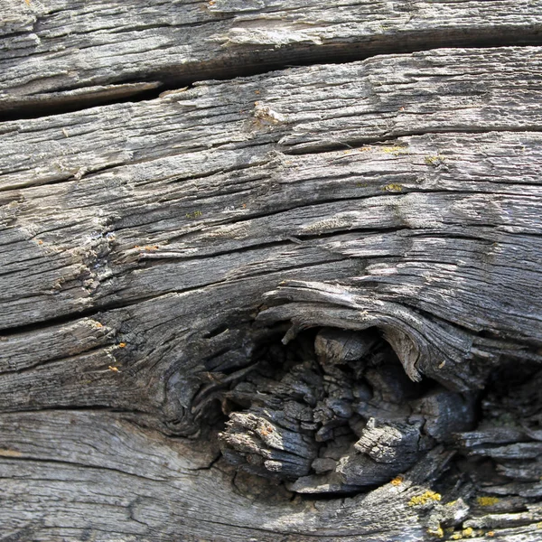 La texture de vieux bois avec des motifs naturels. Dans le fond de l'arbre. Vieux gris grunge et vieilli planches murales en bois gris texture fond — Photo