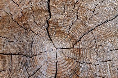 Eski ahşap doku doğal desenleri ile. Eski ağaç kesiti