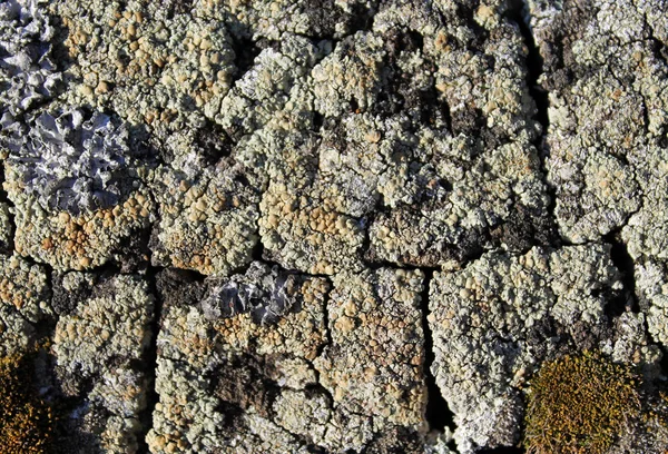 De la mousse de lichen poussant sur l'écorce d'un arbre. Texture de l'écorce d'arbre avec mousse sèche . — Photo