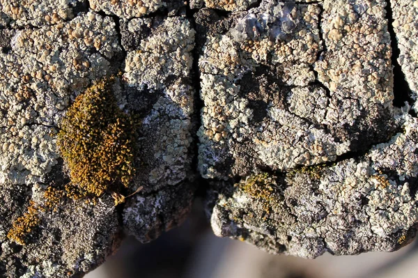 Musgo Liquen Que Crece Corteza Árbol Textura Corteza Árbol Con — Foto de Stock