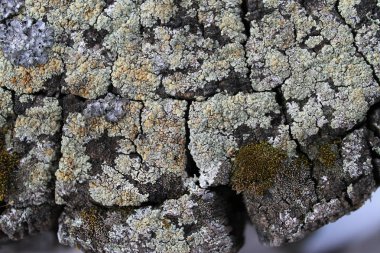 Bir ağaç kabuğu üzerinde büyüyen liken yosun. Ağaç kabuğu kuru moss ile doku.