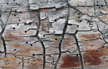 Eski ahşap doku doğal desenleri ile. Ağaç arka plan içinde. Eski eski ve yıpranmış gri ahşap duvar plakalar arka plan doku