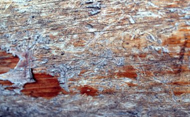 Eski ahşap doku doğal desenleri ile. Ağaç arka plan içinde. Eski eski ve yıpranmış gri ahşap duvar plakalar arka plan doku ve uzun pozlama için öğeleri açık havada tarafından işaretlenmiş.