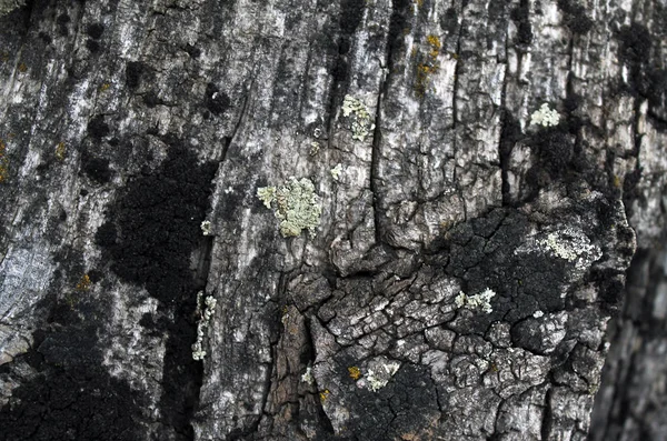 Flechtenmoos wächst auf der Rinde eines Baumes. Textur der Baumrinde mit trockenem Moos. — Stockfoto