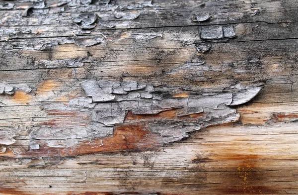 Eski ahşap doku doğal desenleri ile. Ağaç arka plan içinde. Eski eski ve yıpranmış gri ahşap duvar plakalar arka plan doku