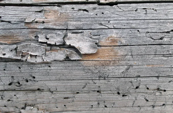 Den gamla trä texturen med naturlig mönster. Inuti trädet bakgrunden. Gamla grungy och väderbitna grå trävägg plankor textur bakgrund — Stockfoto