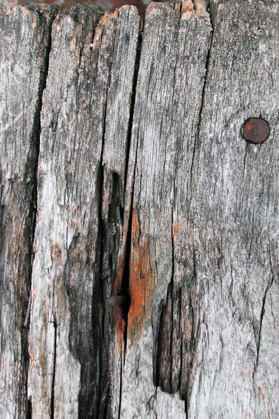 Textura Madeira Velha Com Padrões Naturais Dentro Fundo Árvore Velho — Fotografia de Stock