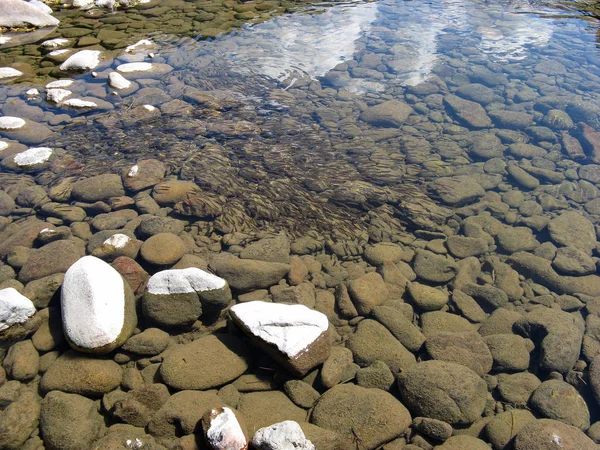 Klart vatten i floden med en hel del fisk under vattnet. Vild natur bakgrund. Sjöbotten. — Stockfoto