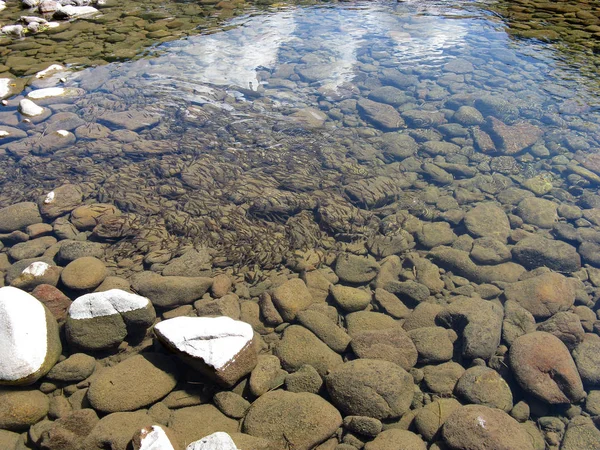 Klart vatten i floden med en hel del fisk under vattnet. Vild natur bakgrund. Sjöbotten. — Stockfoto
