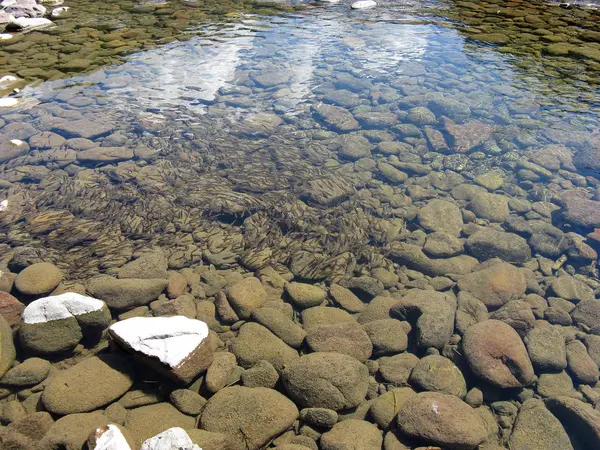 Klart vatten i floden med en hel del fisk under vattnet. Vild natur bakgrund. Sjöbotten. — Stockfoto