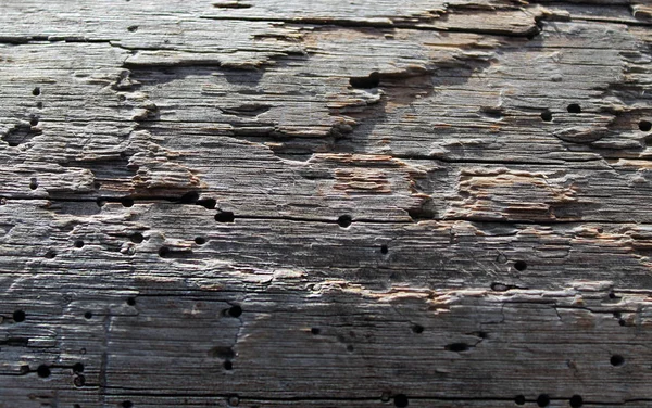 Textura da madeira estragada velha danificada por lagarta — Fotografia de Stock