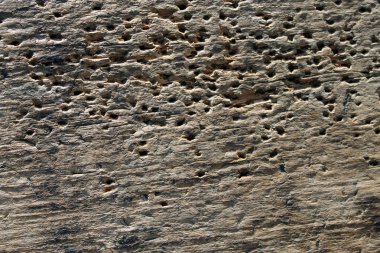 eski şımarık ahşap ağaç tarafından hasarlı doku