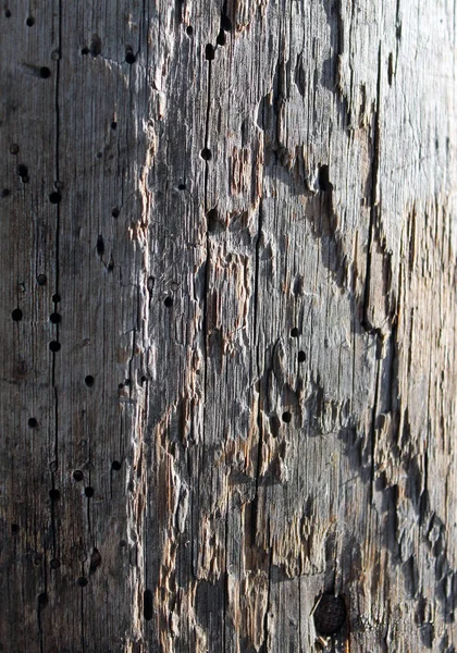 Textura de la vieja madera estropeada dañada por el gusano de madera — Foto de Stock