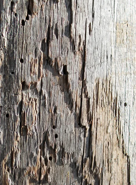 Het Patroon Van Oude Verwende Hout Beschadigd Door Woodworm Insecten — Stockfoto