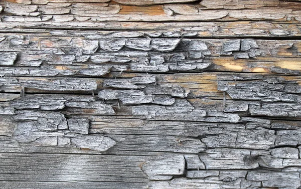 Το παλιό ξύλο υφή με φυσικά μοτίβα. Μέσα στο δέντρο φόντο. Παλιά grungy και ξεπερασμένο γκρίζο ΞΥΛΙΝΟΣ σανίδες υφή φόντου — Φωτογραφία Αρχείου