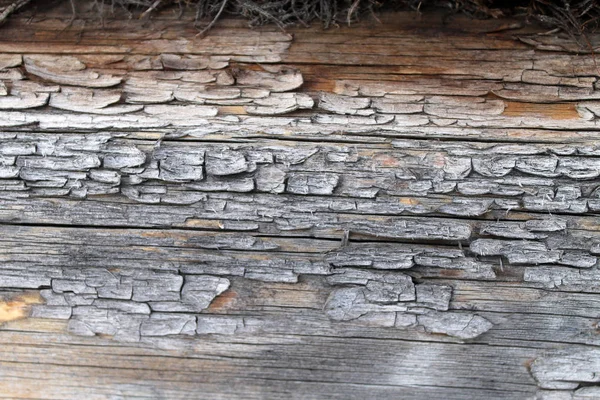 A textura de madeira velha com padrões naturais. Dentro do fundo da árvore. Velho grungy e resistido cinza pranchas de parede de madeira textura fundo — Fotografia de Stock