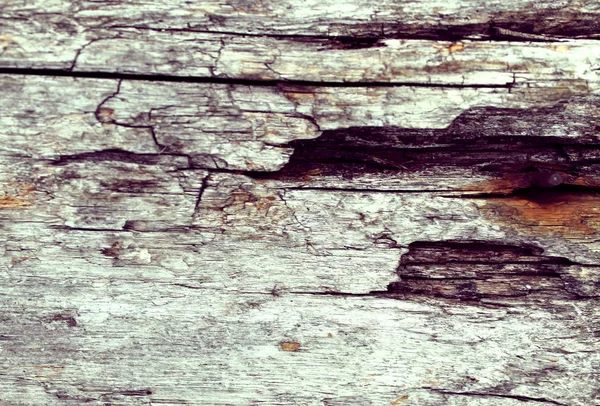 A textura de madeira velha com padrões naturais. Dentro do fundo da árvore. Velho grungy e resistido cinza pranchas de parede de madeira textura fundo — Fotografia de Stock