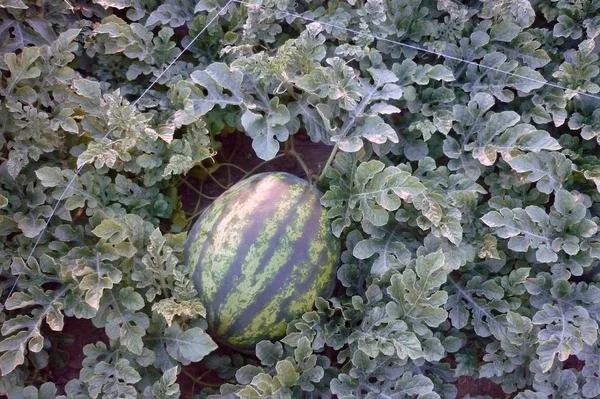 Auf dem Feld reifen Wassermelonen. Wassermelonenpflanze. — Stockfoto