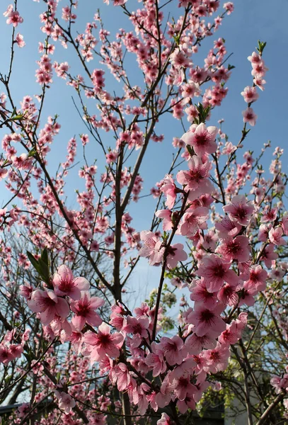 Flor Cerezo Rosa Primavera Sobre Cielo Azul — Foto de Stock