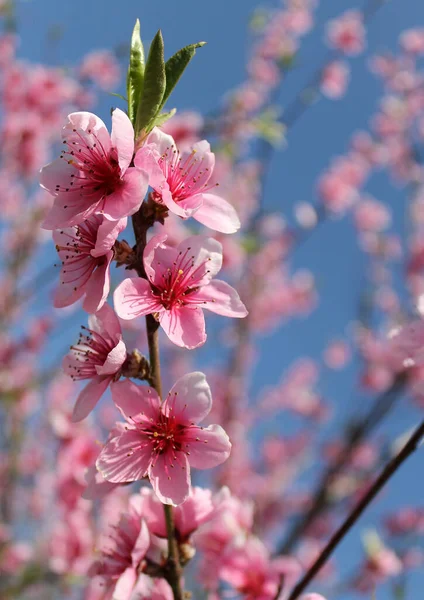 Flor Cerezo Rosa Primavera Sobre Cielo Azul — Foto de Stock