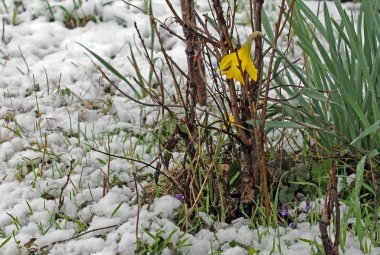 Sarı nergis kitapta. Bahar güzellik çiçek. Paskalya hediye kartı