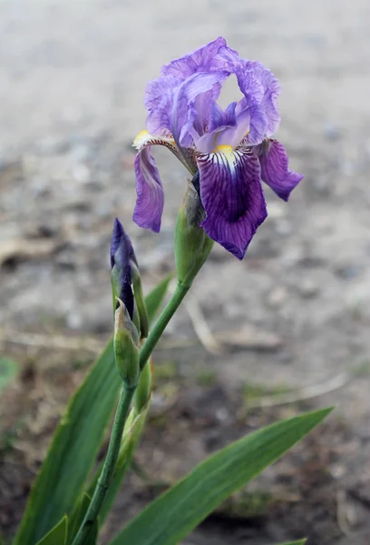 Il fiore dell'iride. Bellissimo fiore viola in fiore in una frizzante mattina di primavera — Foto Stock