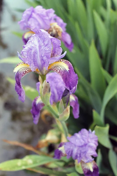 Il fiore dell'iride. Bellissimo fiore viola in fiore in una frizzante mattina di primavera — Foto Stock