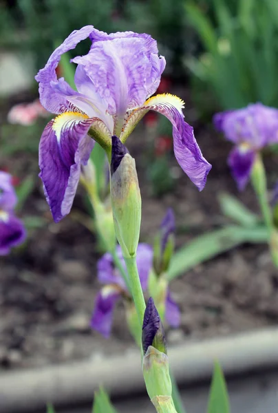Il fiore dell'iride. Bellissimo fiore viola in fiore in una frizzante mattina di primavera — Foto Stock