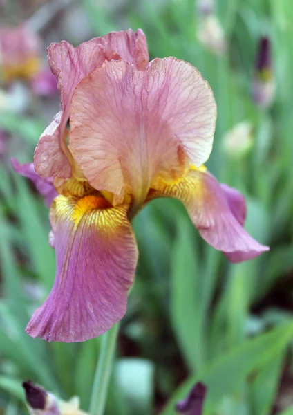 A flor da íris. Bela flor roxa em flor em uma manhã de primavera nítida — Fotografia de Stock