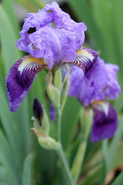 A flor da íris. Bela flor roxa em flor em uma manhã de primavera nítida — Fotografia de Stock